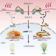 我国科学家破解水稻高温感知机制 助力水稻稳产
